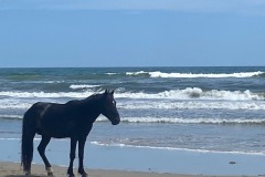 Black Stallion of the Outer Banks