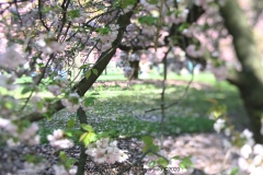 Cherry Blossom Festival brooklyn botanical garden