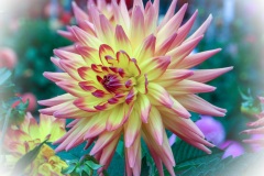 Dahlia 2