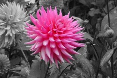 Dahlia