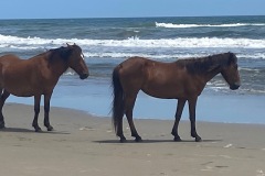 Wild Horses