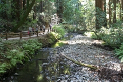 Muir Woods