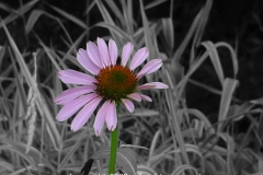 Purple-Daisy