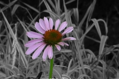 Purple Daisy