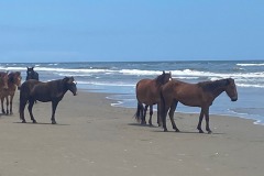 Wild Horses of the Outer Banks